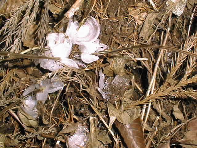 霜柱の花 霜柱の花